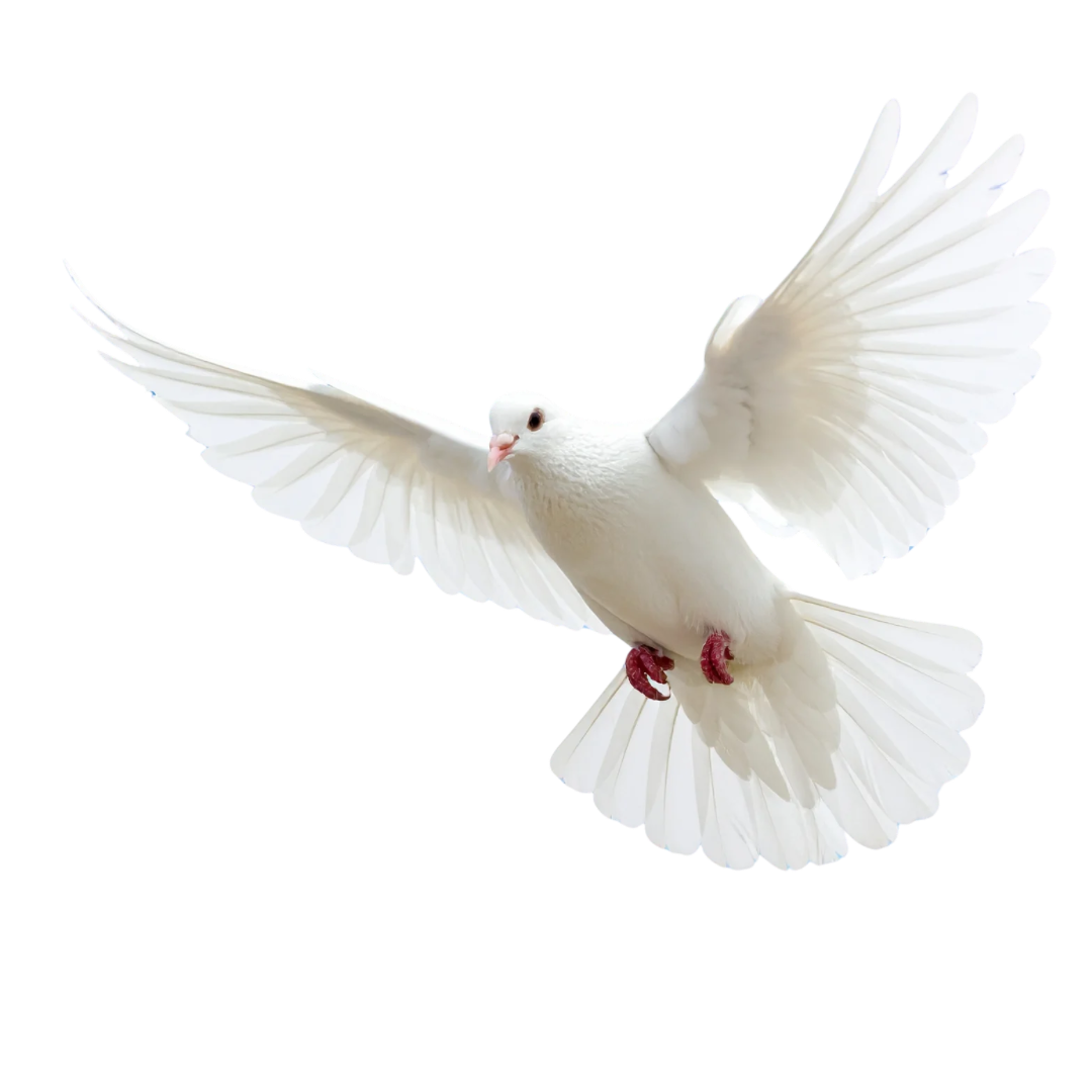 Dove with spread wings — the Spirit of Independents emblem